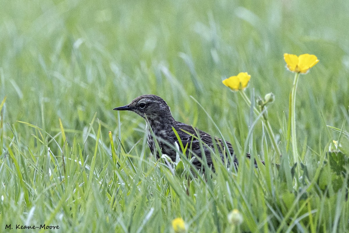 Meadow Pipit - ML620541662