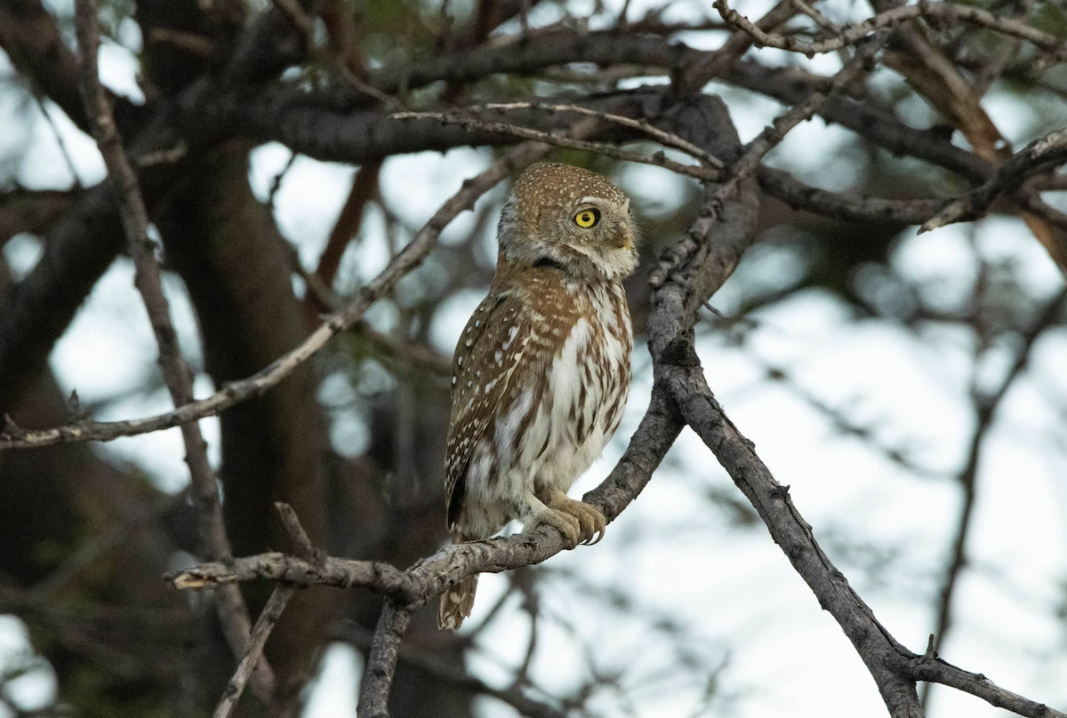 Pearl-spotted Owlet - ML620541668