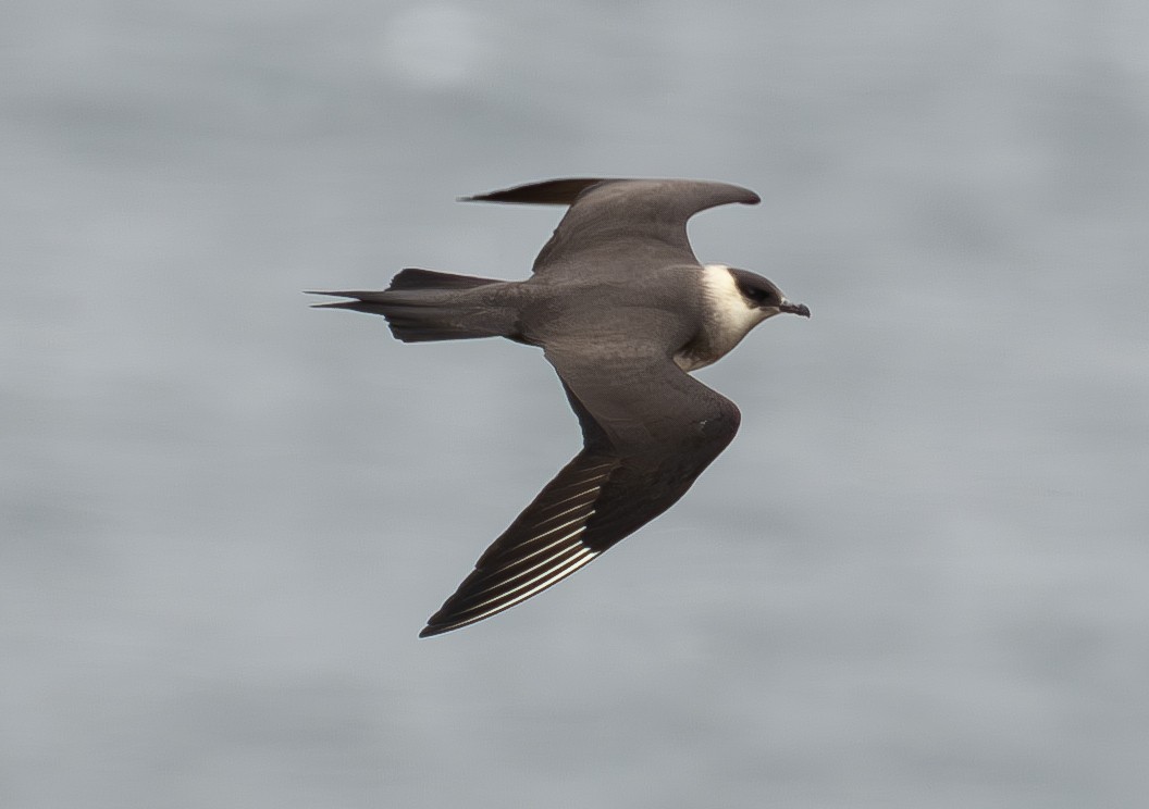 Parasitic Jaeger - ML620541680