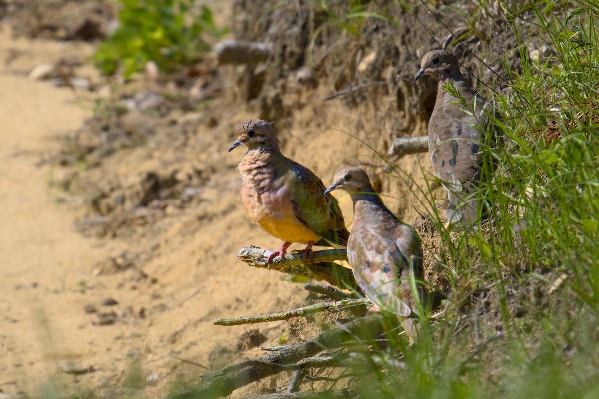 Mourning Dove - ML620541682