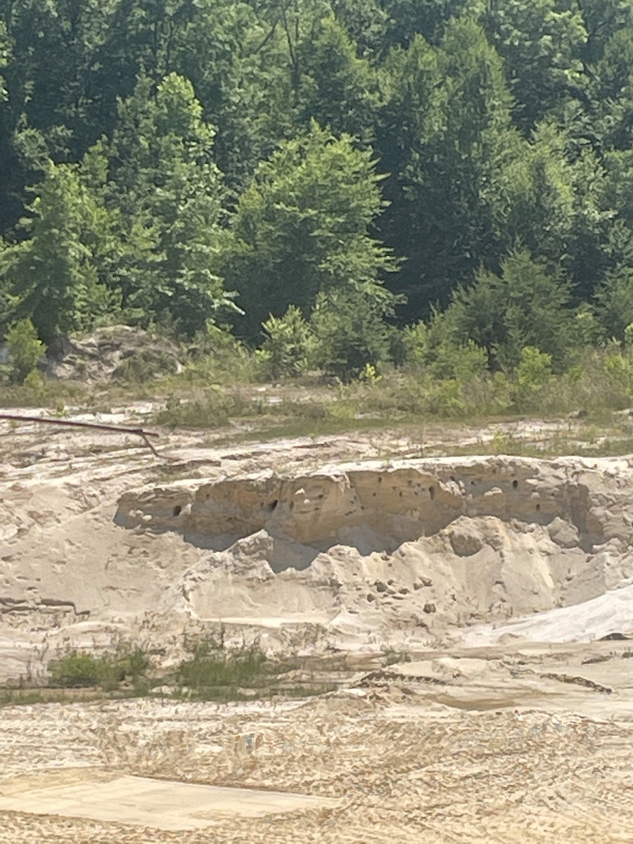 Bank Swallow - ML620541684