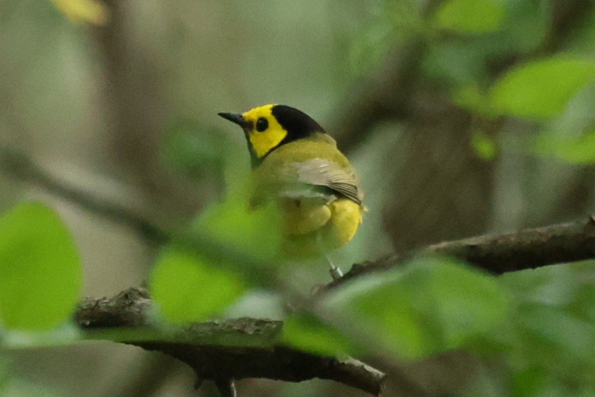 Hooded Warbler - ML620541687