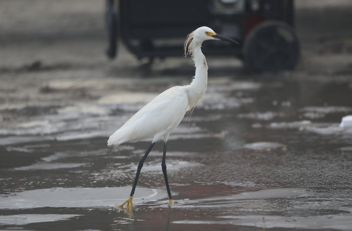 Snowy Egret - ML620541703