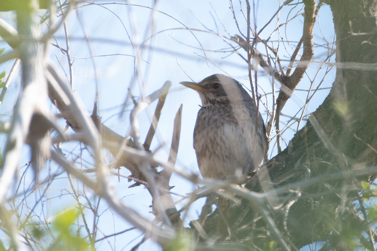 Black-throated Thrush - ML620541705