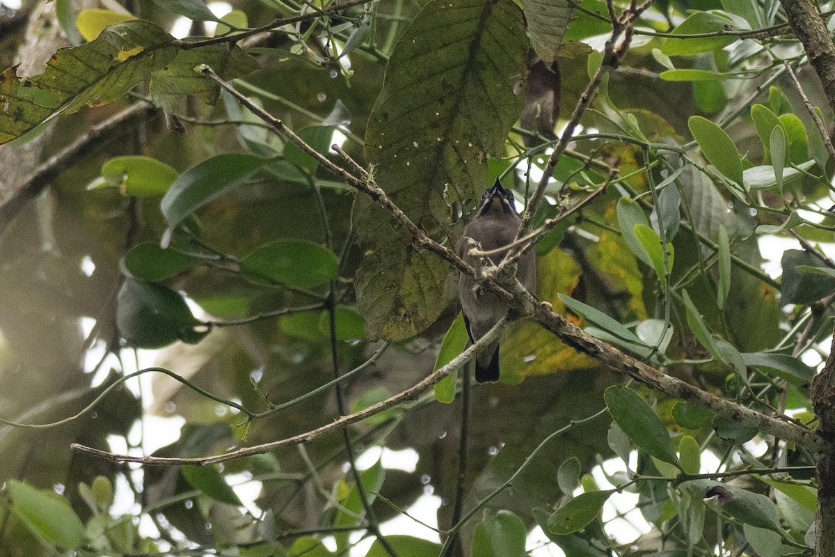 Whiskered Flowerpecker - ML620541706