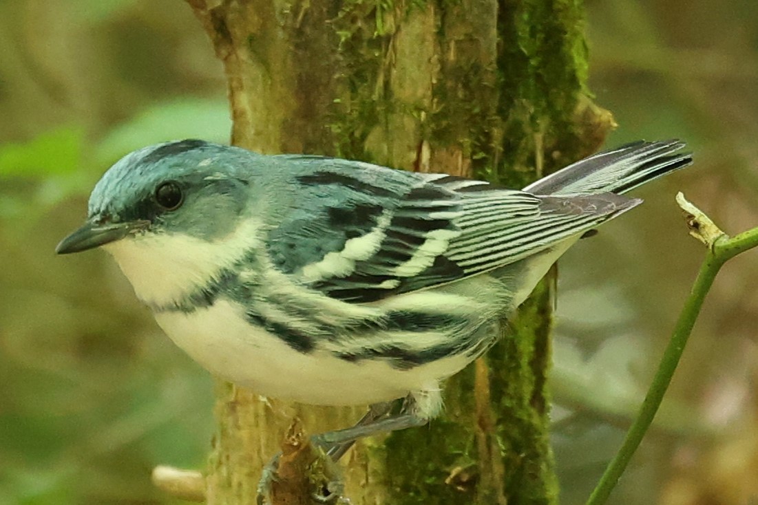 Paruline azurée - ML620541709