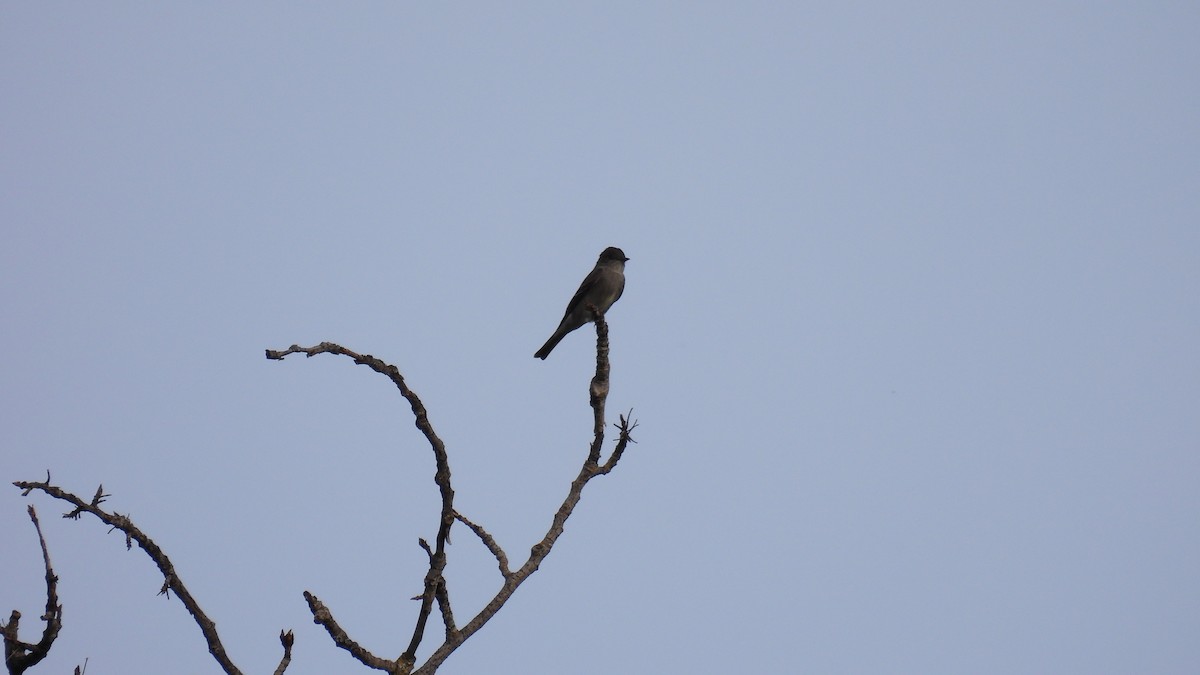 Western Wood-Pewee - ML620541713