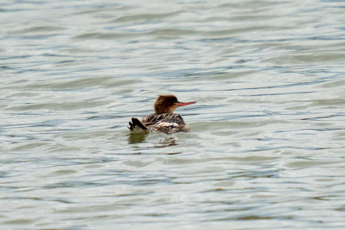 Red-breasted Merganser - ML620541715