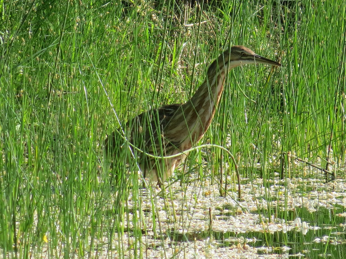 American Bittern - ML620541719