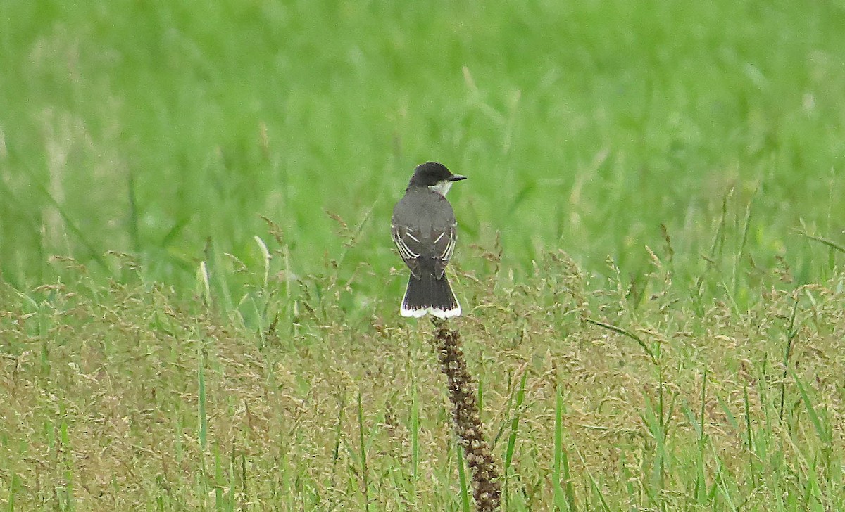 Eastern Kingbird - ML620541723