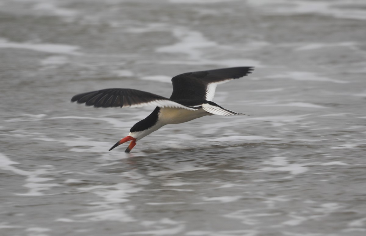 Black Skimmer - ML620541725