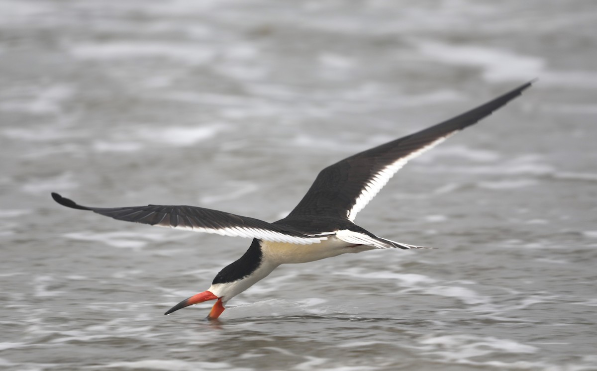 Black Skimmer - ML620541727