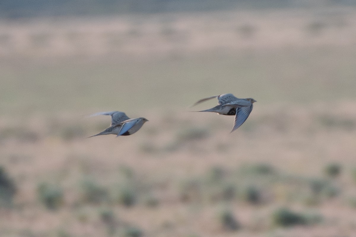 Pallas's Sandgrouse - ML620541729