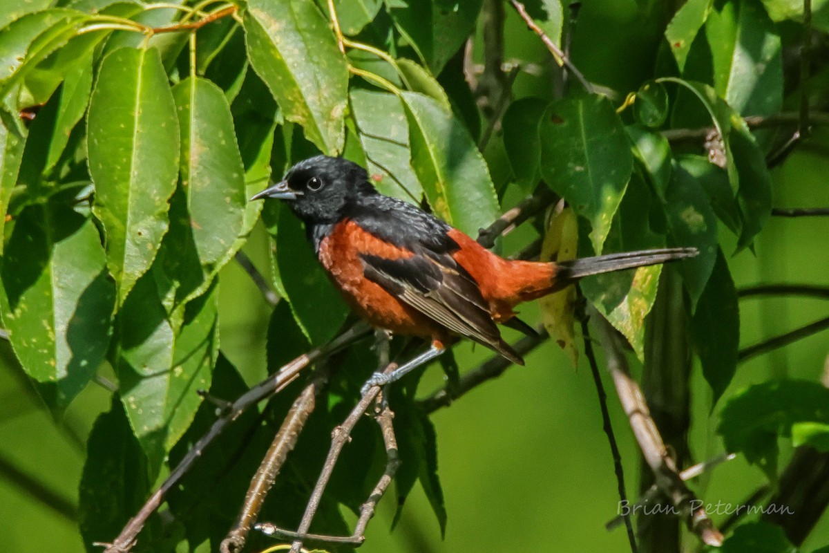 Orchard Oriole - ML620541740