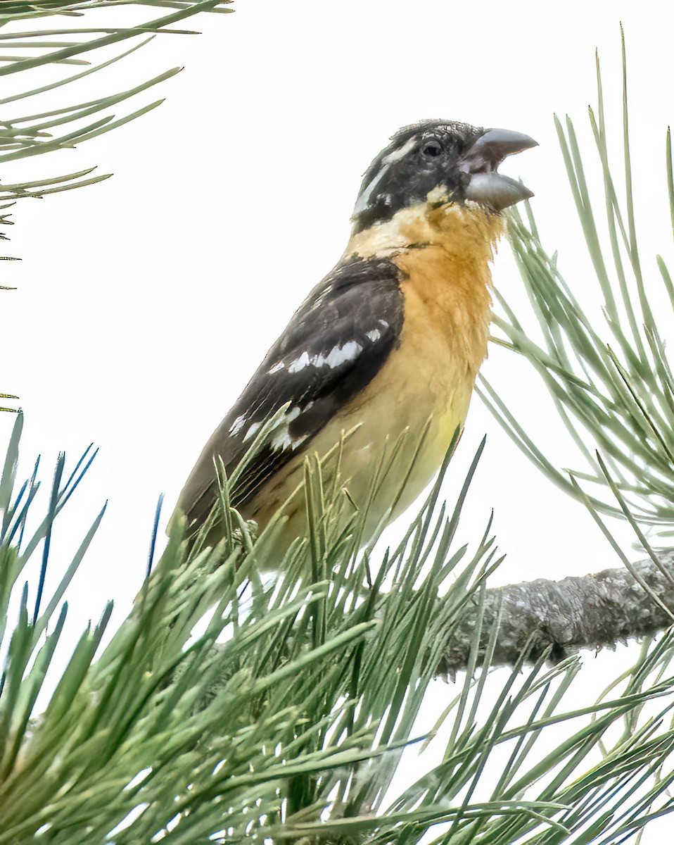 Black-headed Grosbeak - ML620541741