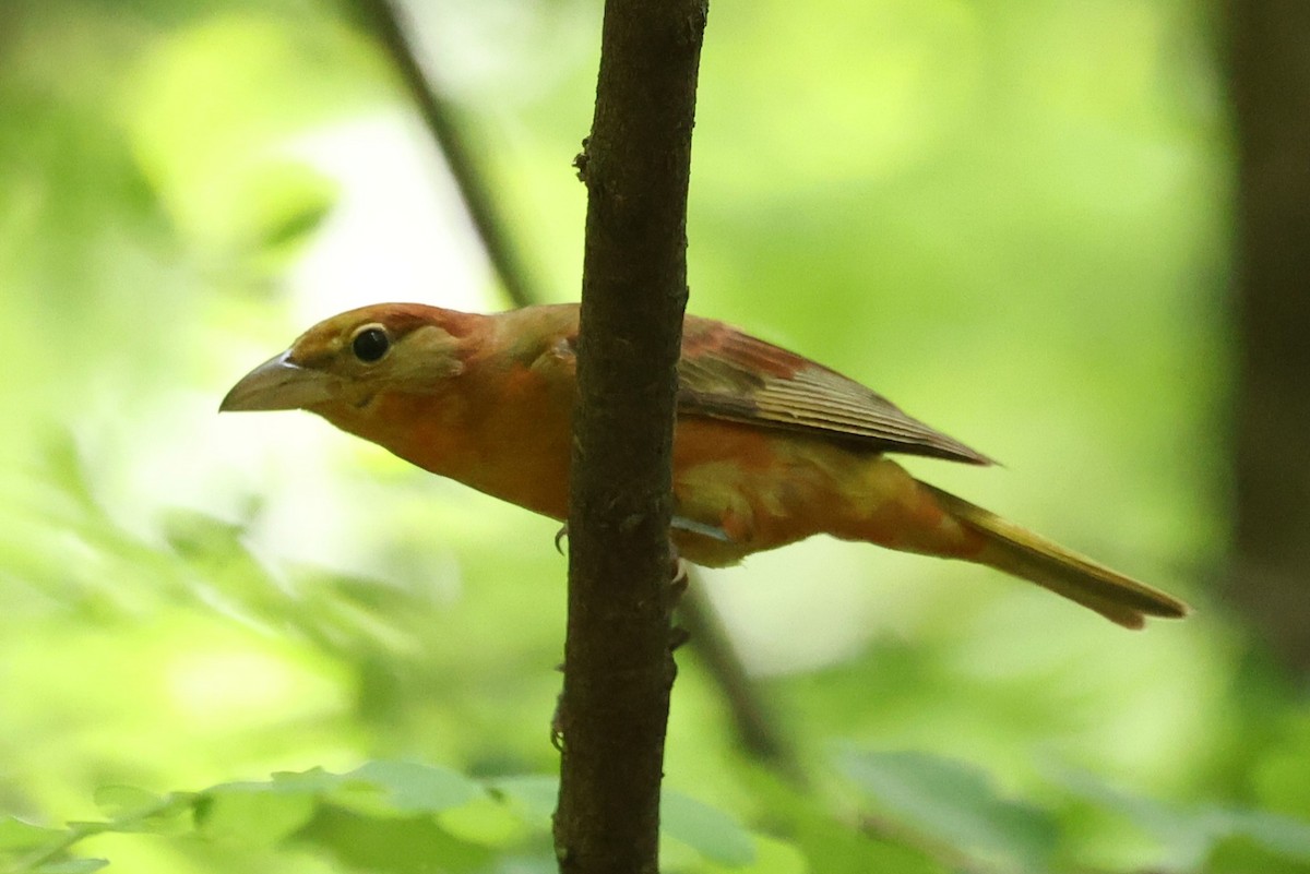 Summer Tanager - ML620541745