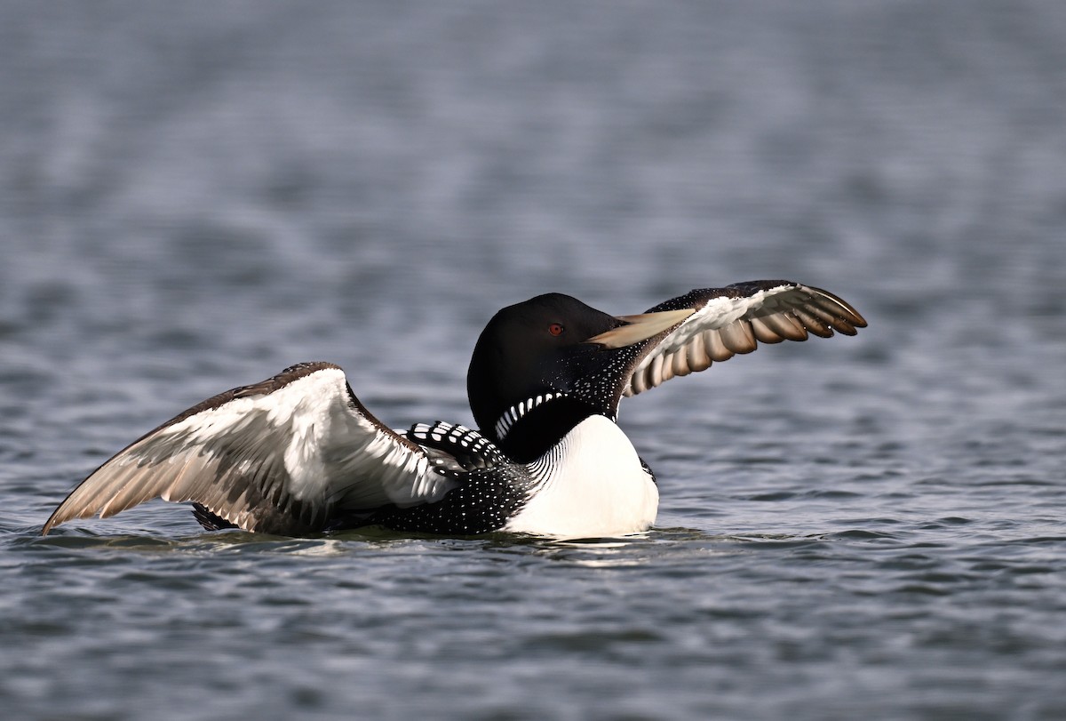 Yellow-billed Loon - ML620541749