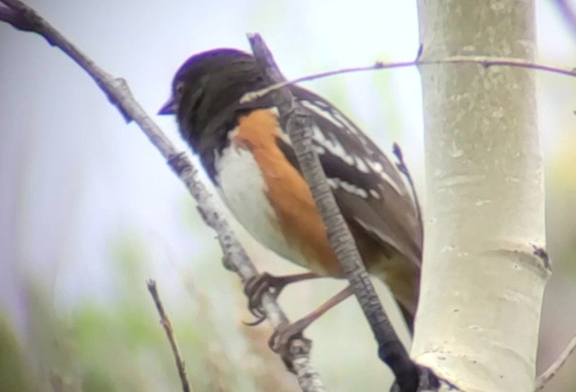 Spotted Towhee - ML620541751