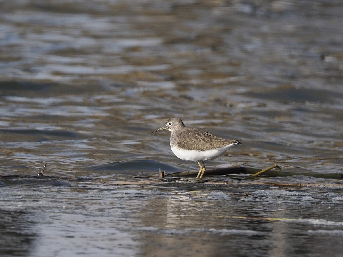 Green Sandpiper - ML620541754