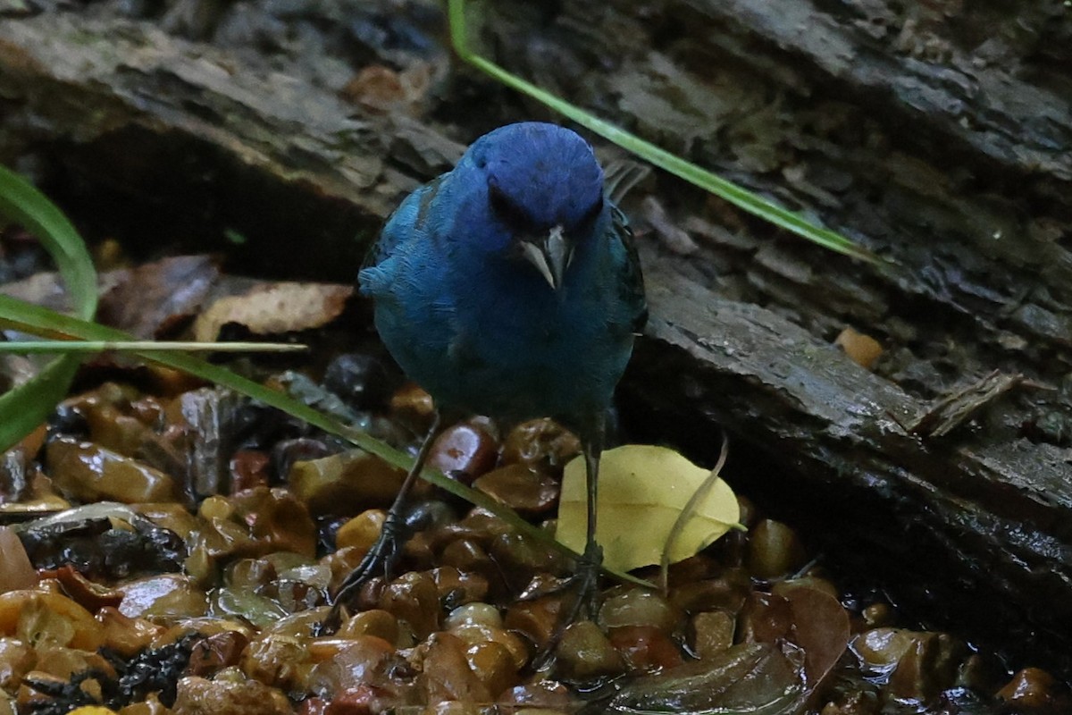 Passerin indigo - ML620541761