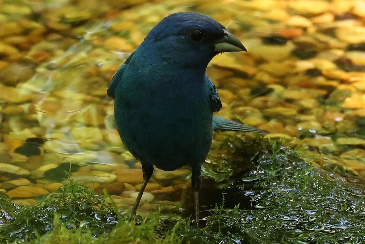 Indigo Bunting - ML620541763