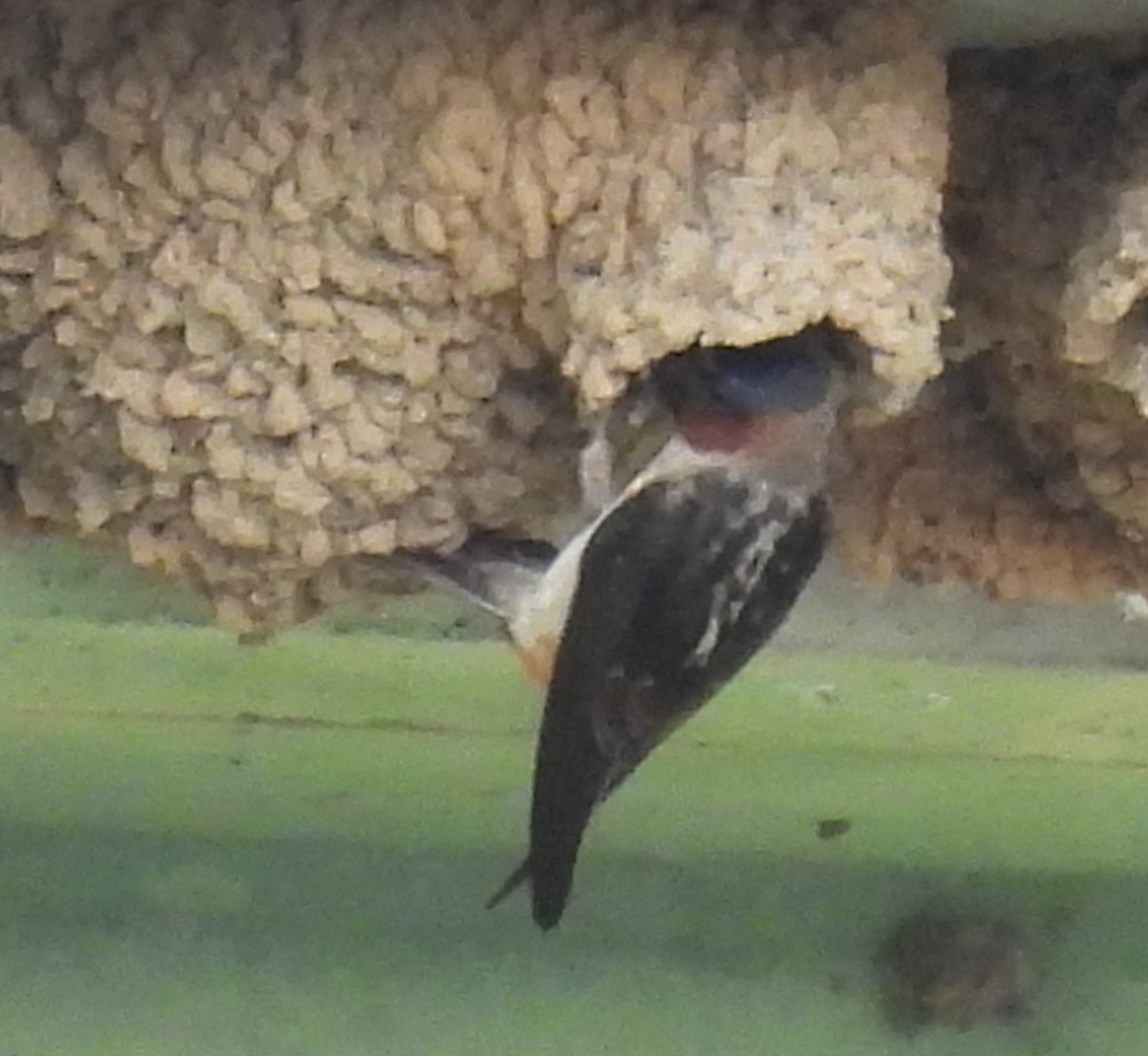 Cliff Swallow - ML620541768