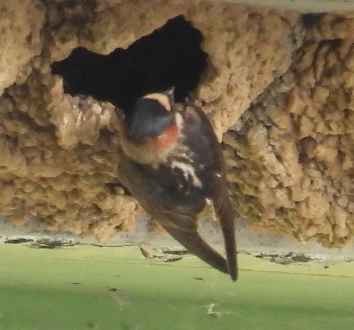 Cliff Swallow - ML620541769