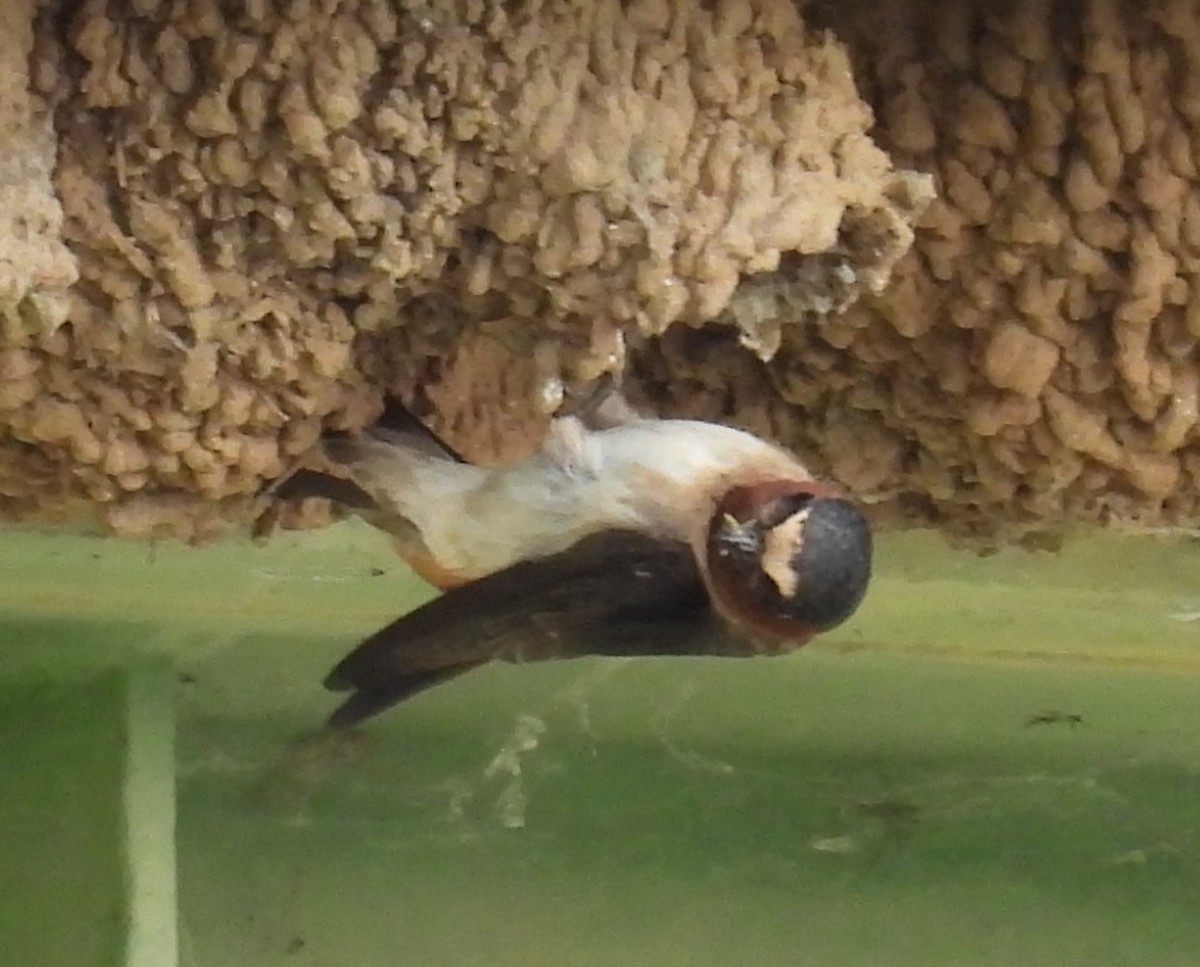 Cliff Swallow - ML620541770