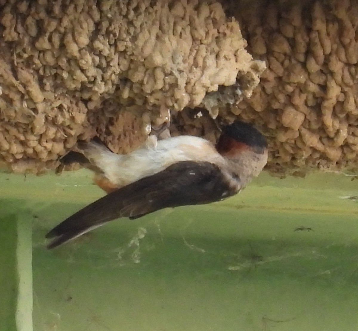 Cliff Swallow - ML620541771