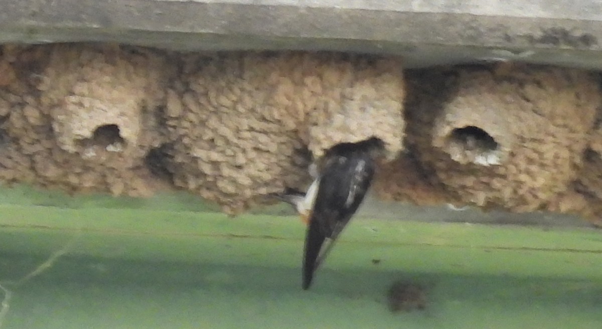 Cliff Swallow - ML620541773