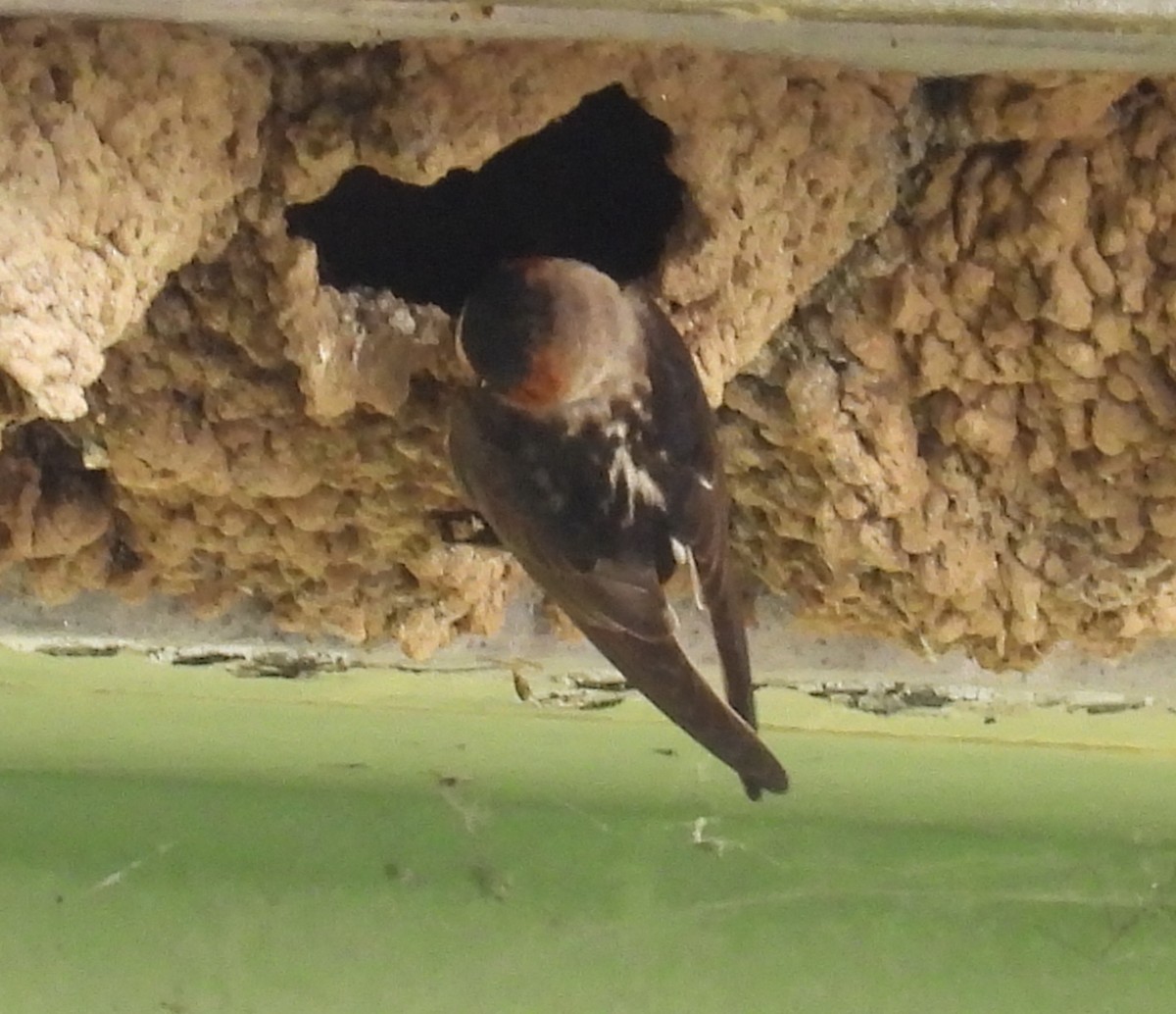 Cliff Swallow - ML620541775