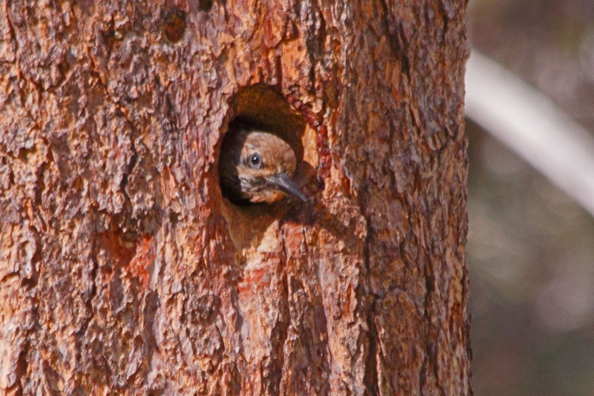 Williamson's Sapsucker - ML620541782