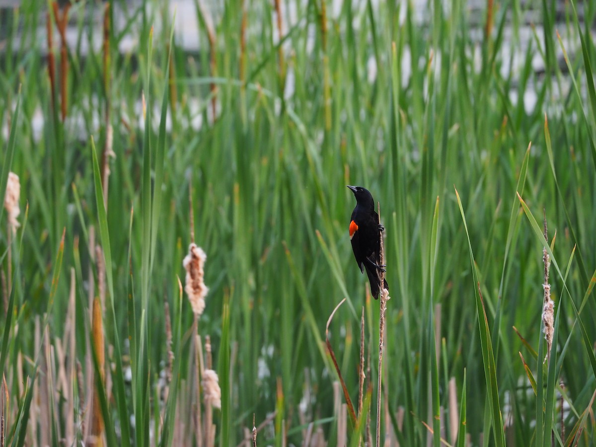 Red-winged Blackbird - ML620541785