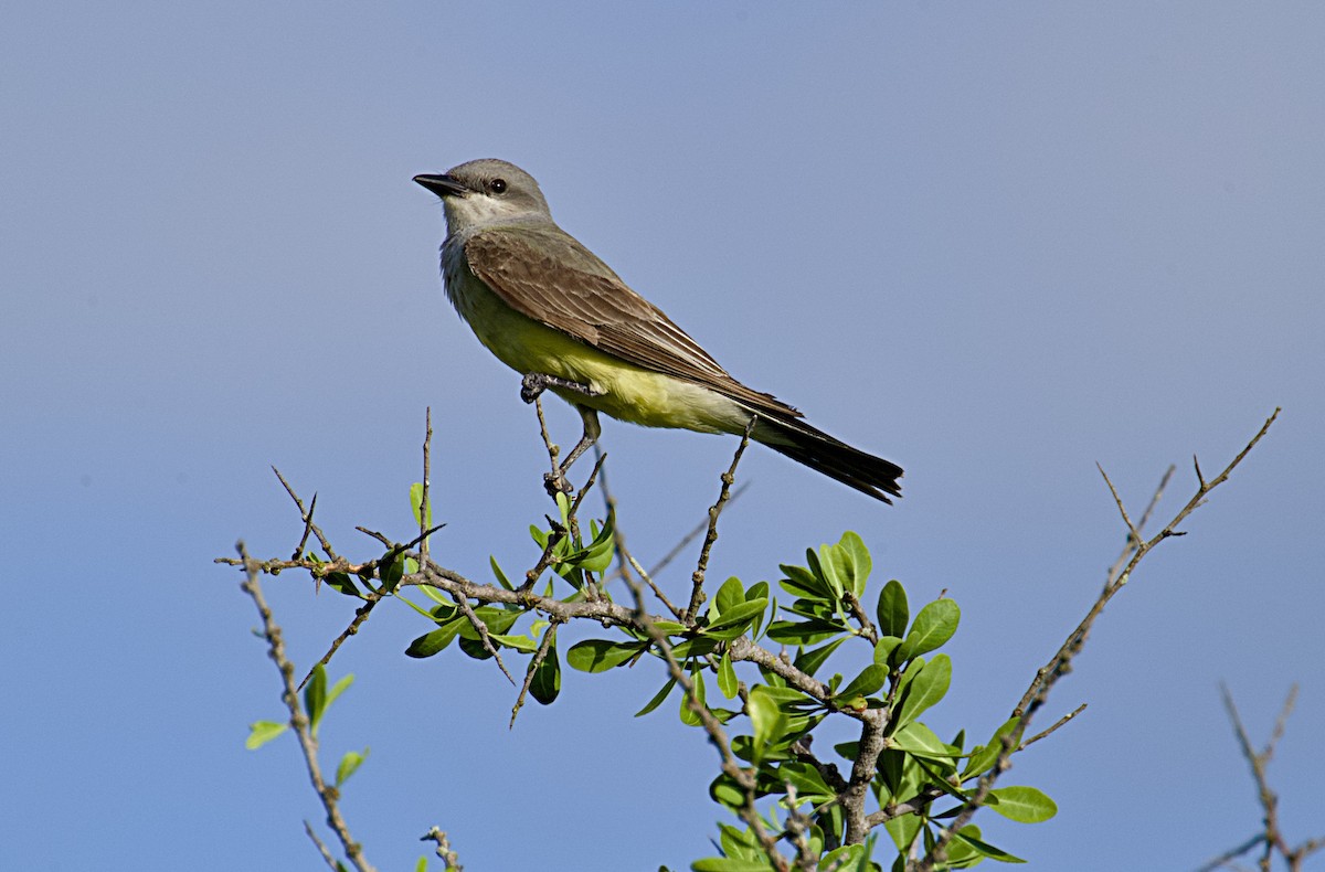 Western Kingbird - ML620541789