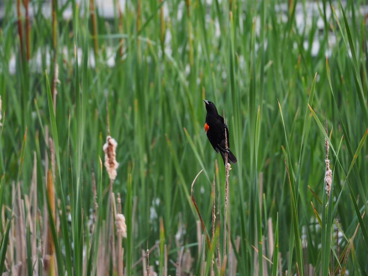 Red-winged Blackbird - ML620541792