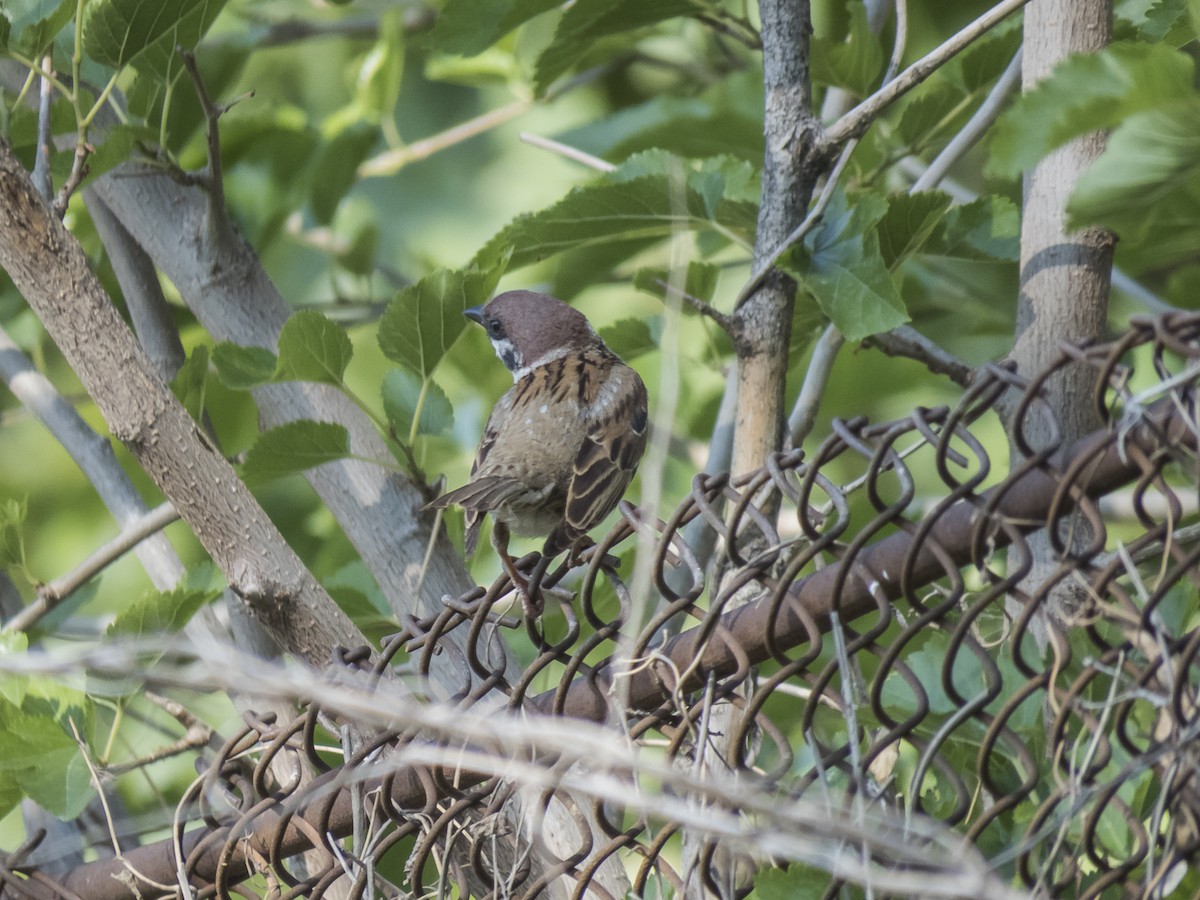 Eurasian Tree Sparrow - ML620541794