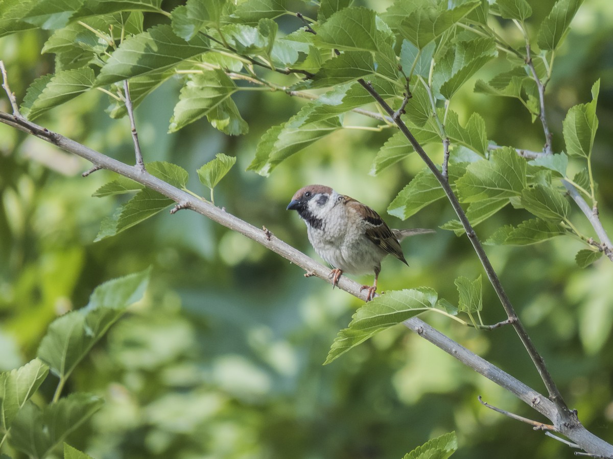 Eurasian Tree Sparrow - ML620541808