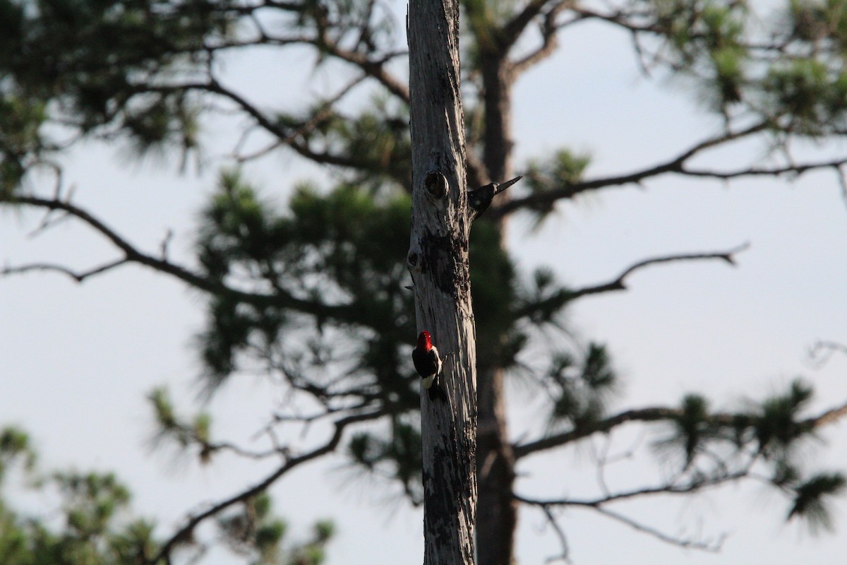 Red-headed Woodpecker - ML620541815