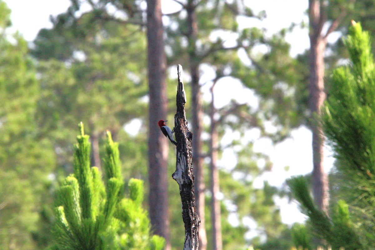 Red-headed Woodpecker - ML620541816