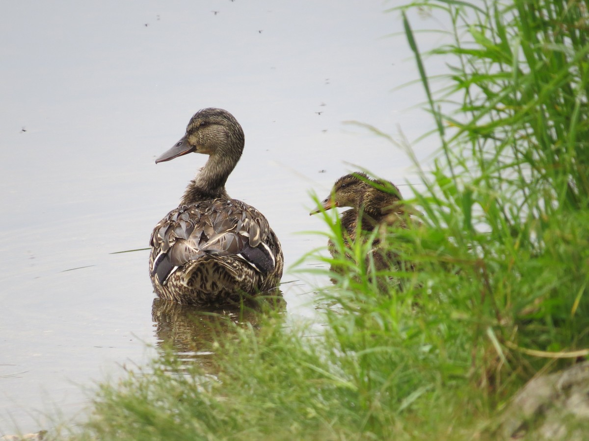 Mallard - ML620541828