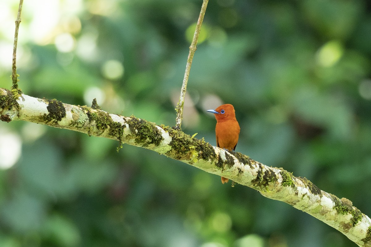 Rufous Paradise-Flycatcher (Southern) - ML620541829