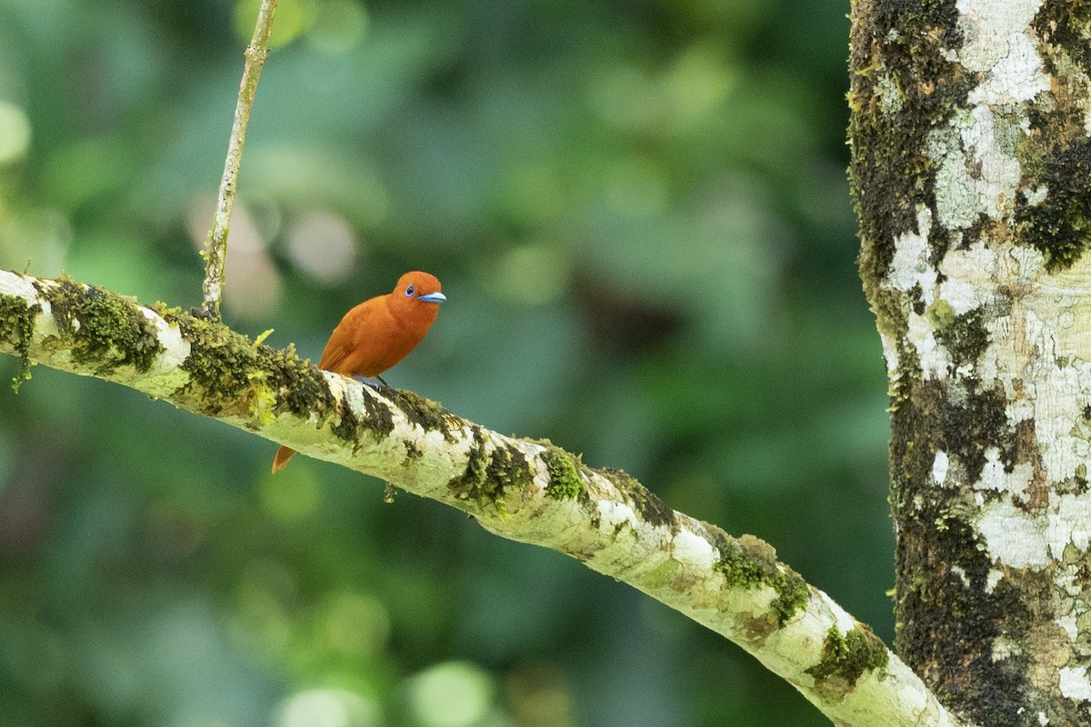 Rufous Paradise-Flycatcher (Southern) - ML620541830