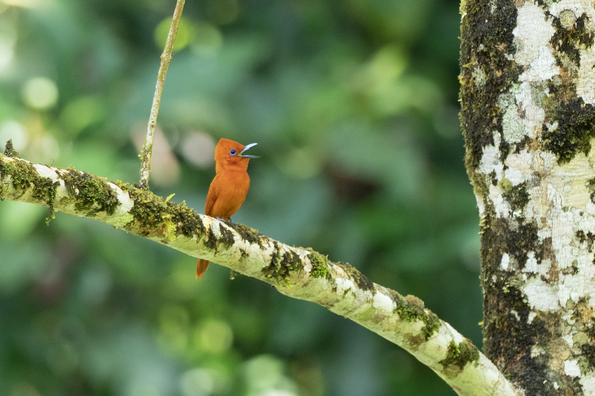 Zimtparadiesschnäpper (cinnamomea/talautensis) - ML620541831