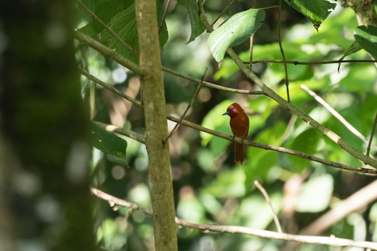 Zimtparadiesschnäpper (cinnamomea/talautensis) - ML620541833