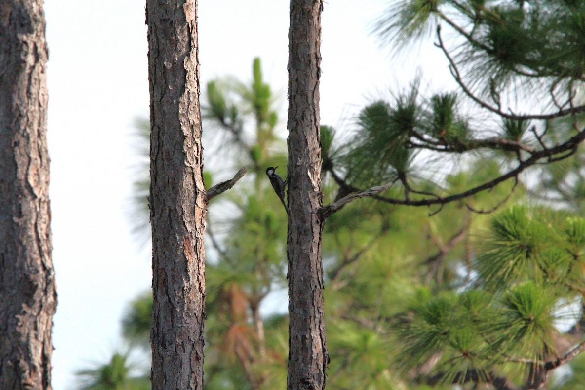 Red-cockaded Woodpecker - ML620541836