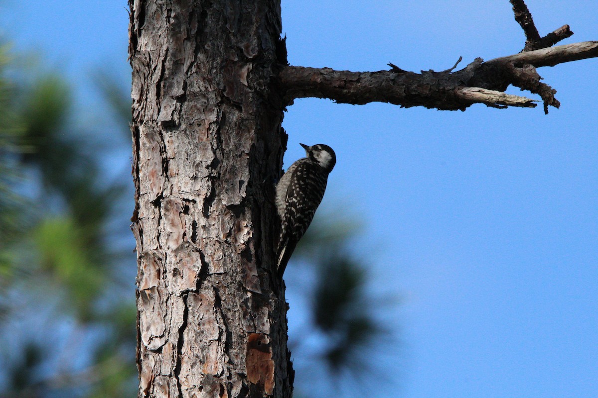 Red-cockaded Woodpecker - ML620541837