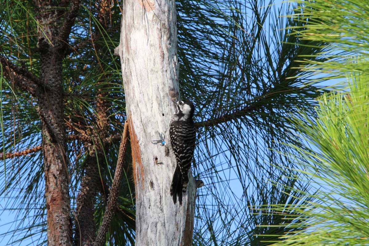 Red-cockaded Woodpecker - ML620541838