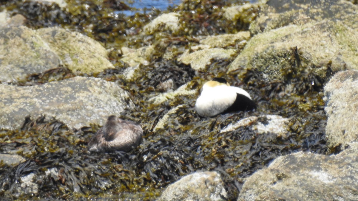 Common Eider - ML620541839