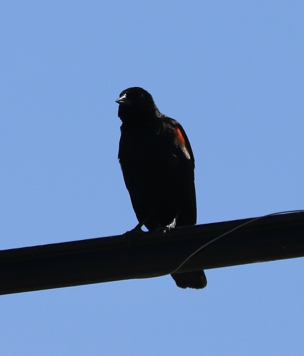 Red-winged Blackbird - ML620541841
