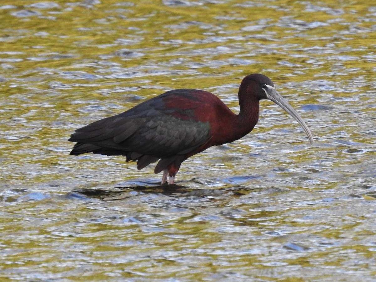 ibis hnědý - ML620541851